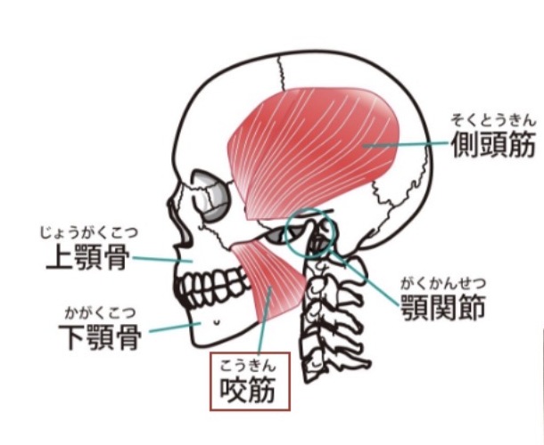 側頭筋・咬筋・顎関節・上下顎骨の位置を示す図